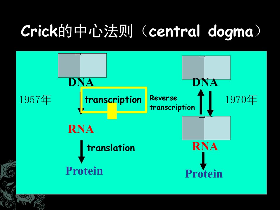 从DNA到RNA