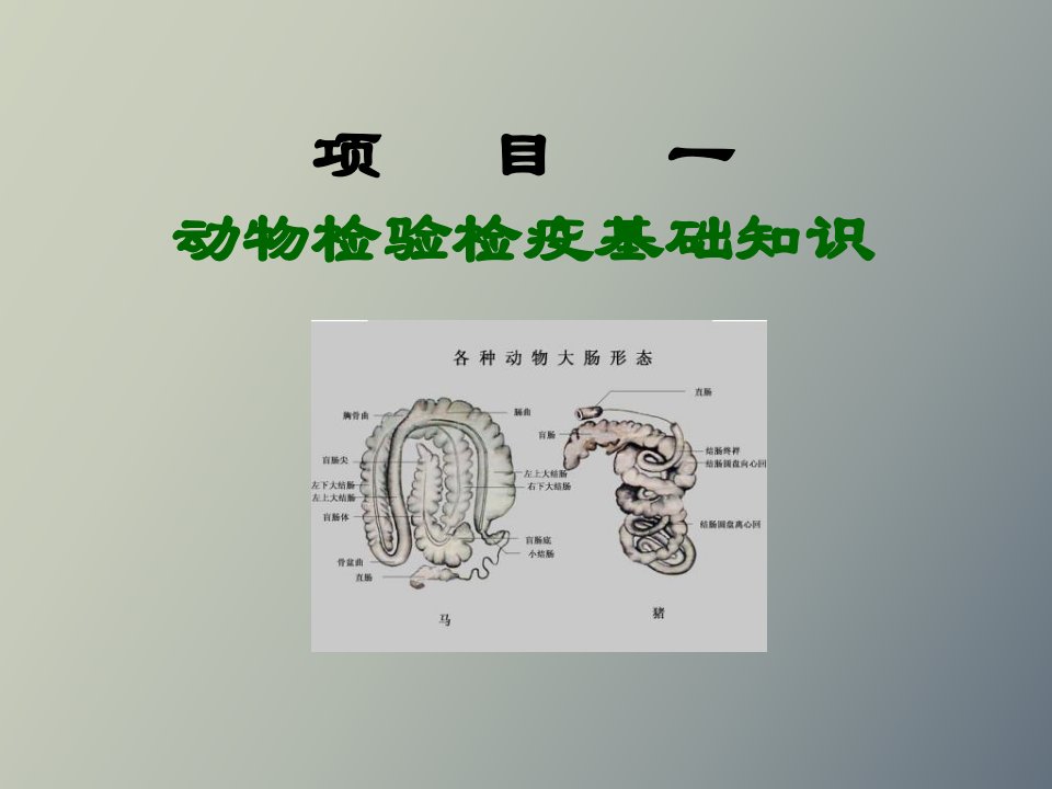 动物检验检疫基础知识