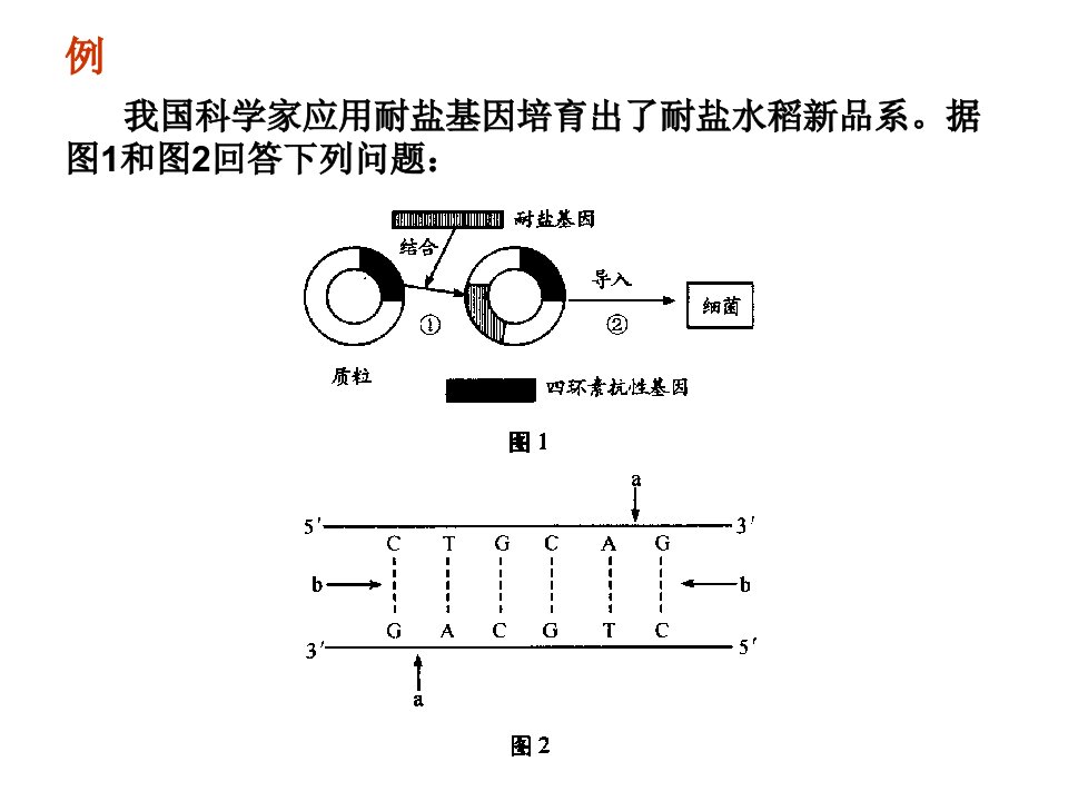 基因工程例题