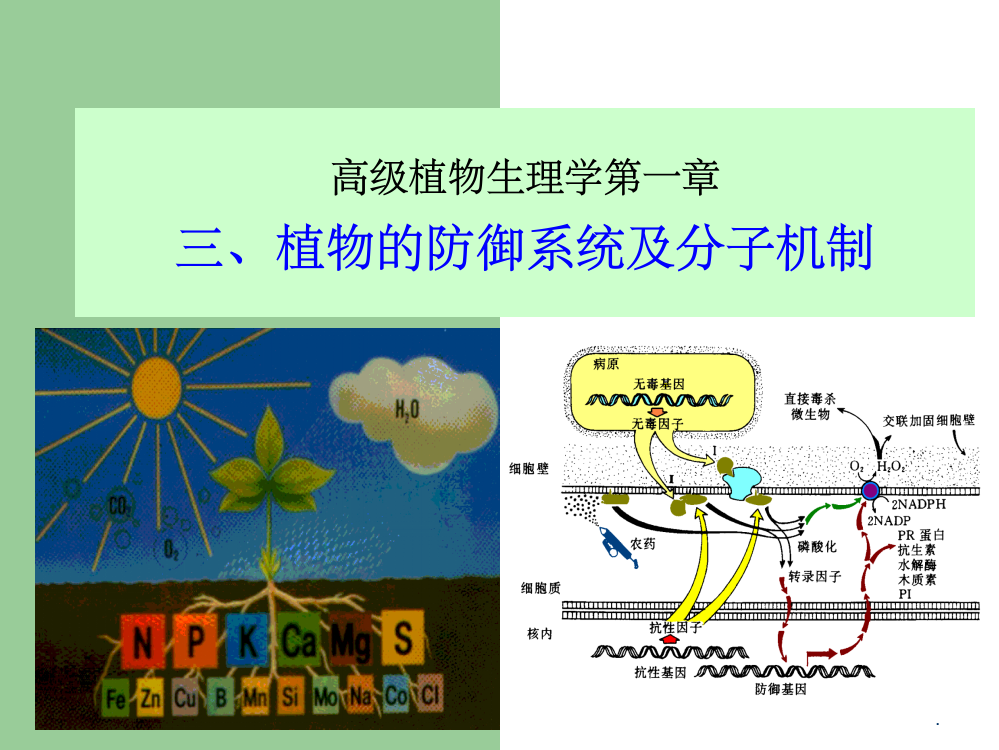 高级植物生理学第一章(三)植物的防御系统及分子机制ppt课件