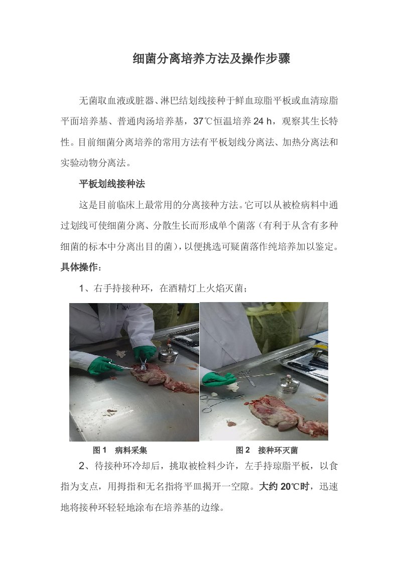 细菌分离培养及药敏试验方法及步骤