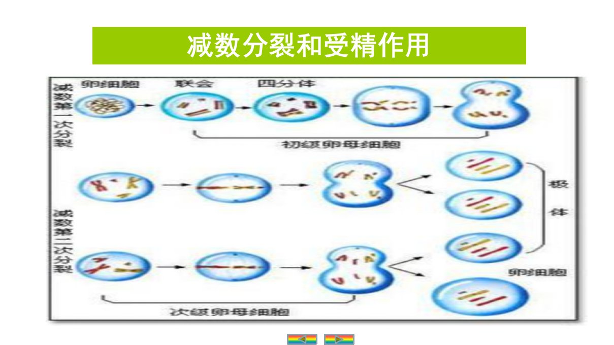 自主学习能力测评高三生物一轮复习细胞的减数分裂和受精作用课件