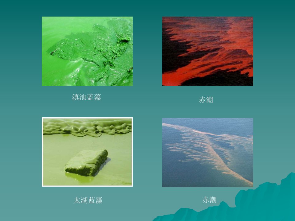 生物脱氮,ppt解读-课件（ppt·精·选）