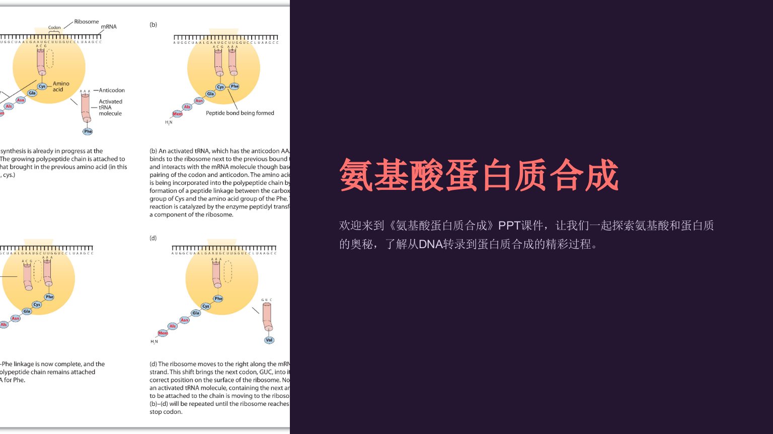 《氨基酸蛋白质合成》课件