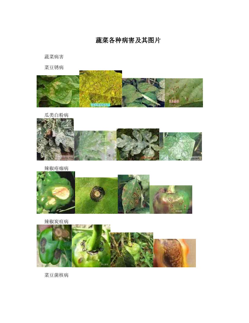 蔬菜各种病害及其图片