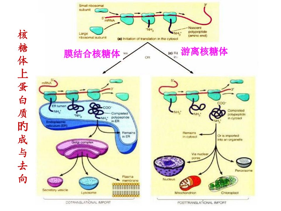 新版细胞内蛋白质的分选和运输细胞生物学市公开课获奖课件省名师示范课获奖课件