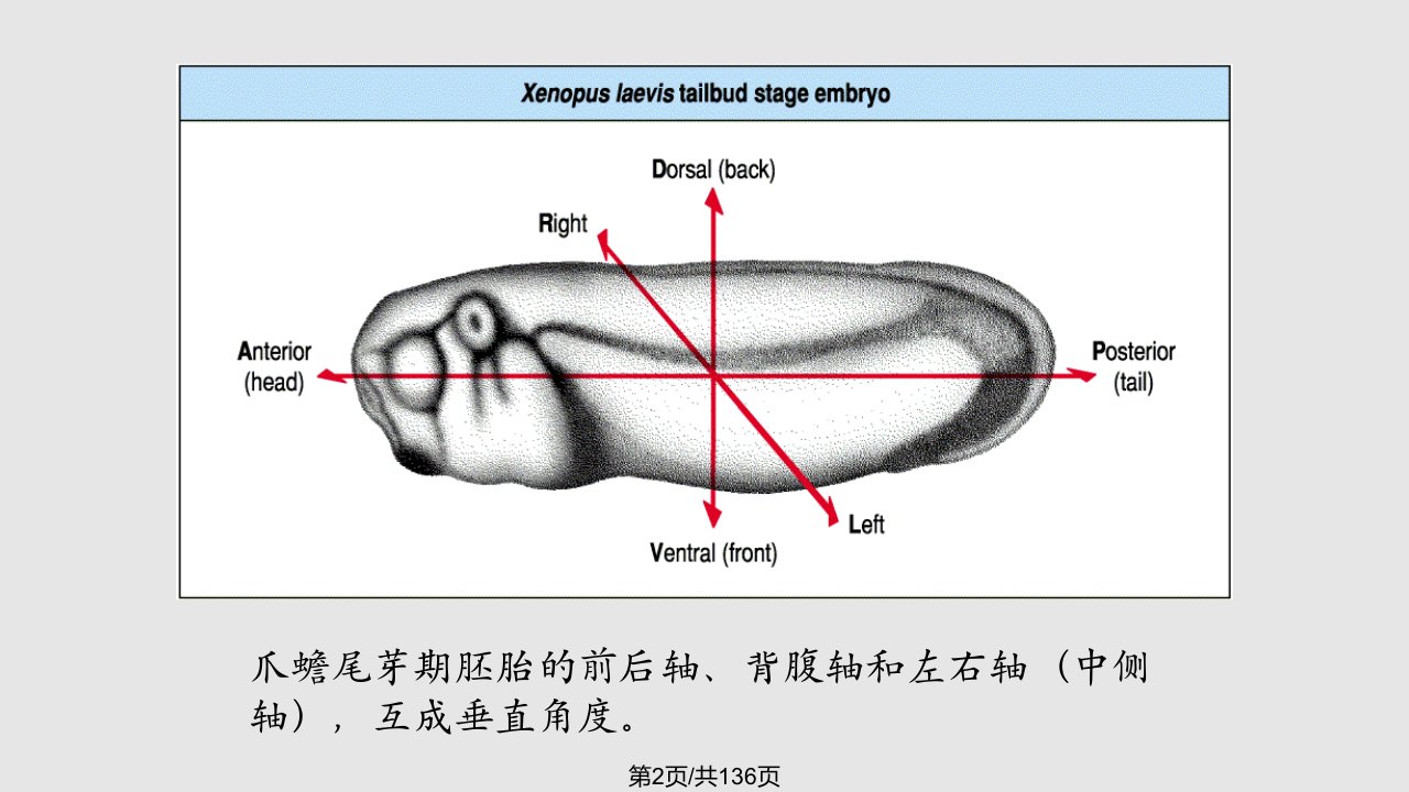 胚轴形成学习