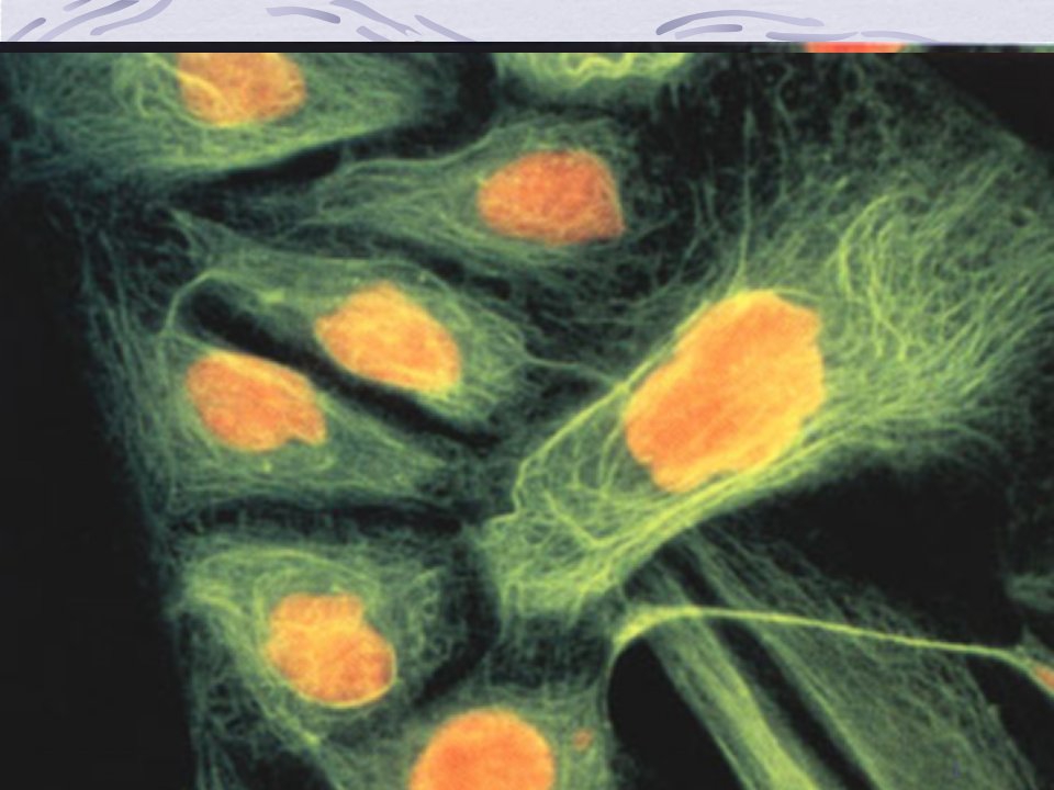 细胞生物学-8ppt课件