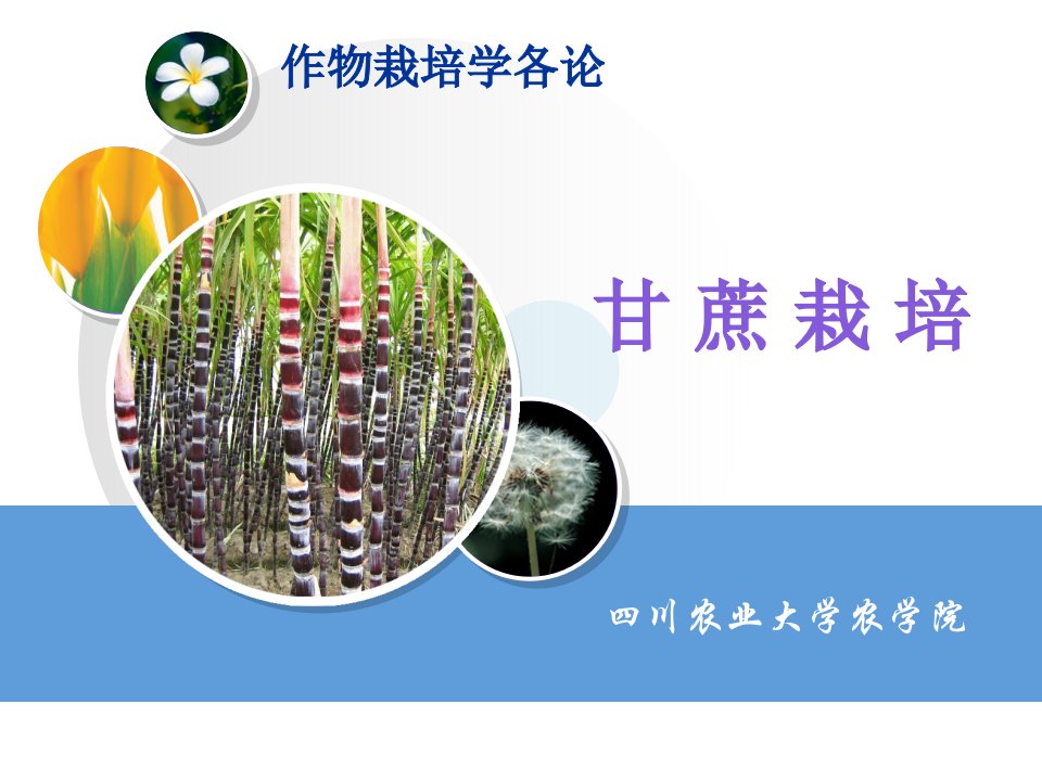 甘蔗种植技术-课件·PPT