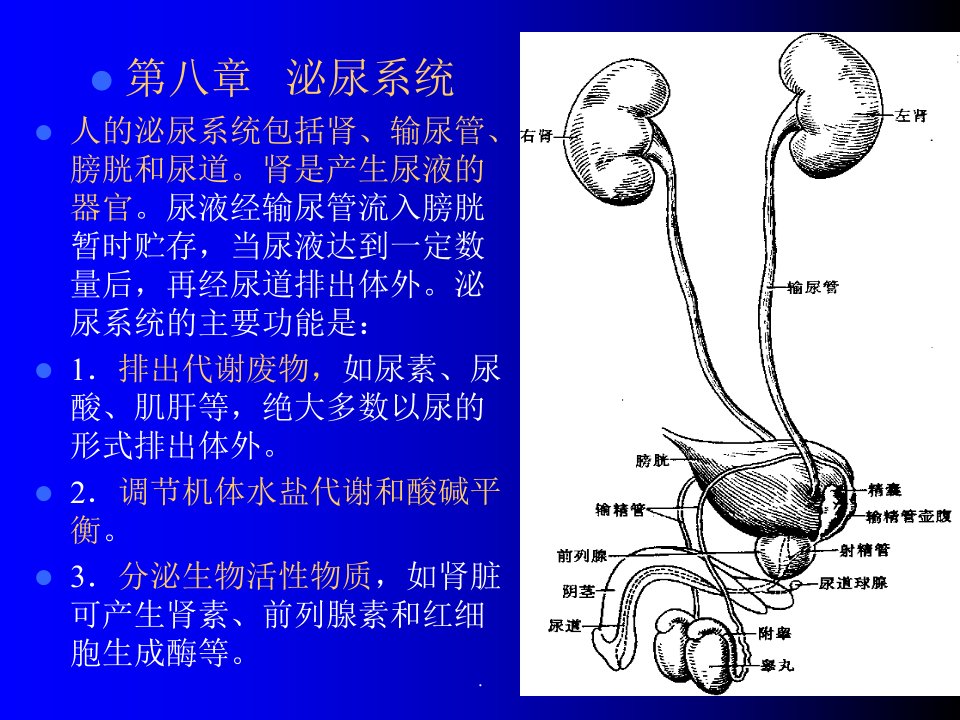 人体组织学与解剖学8泌尿系统ppt课件