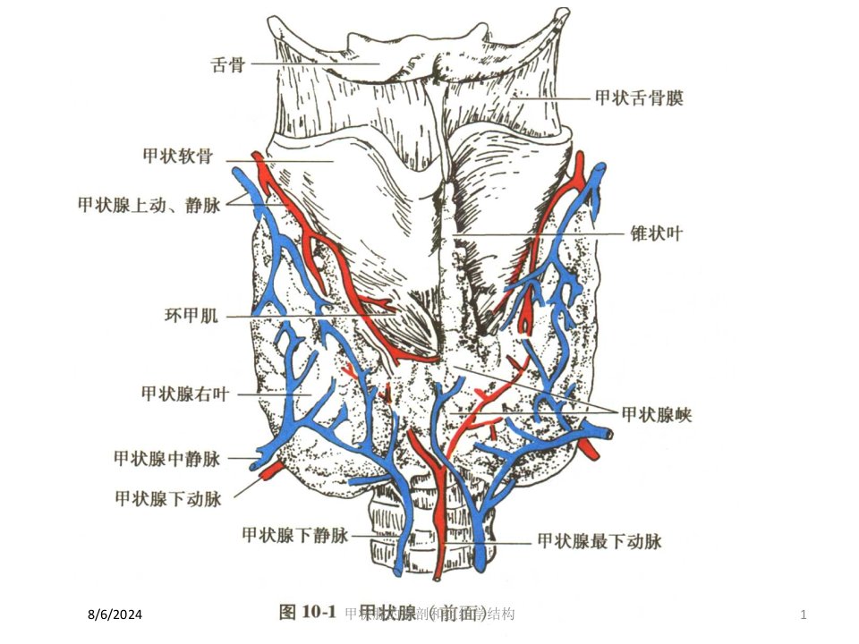 2021年甲状腺的解剖和组织学结构