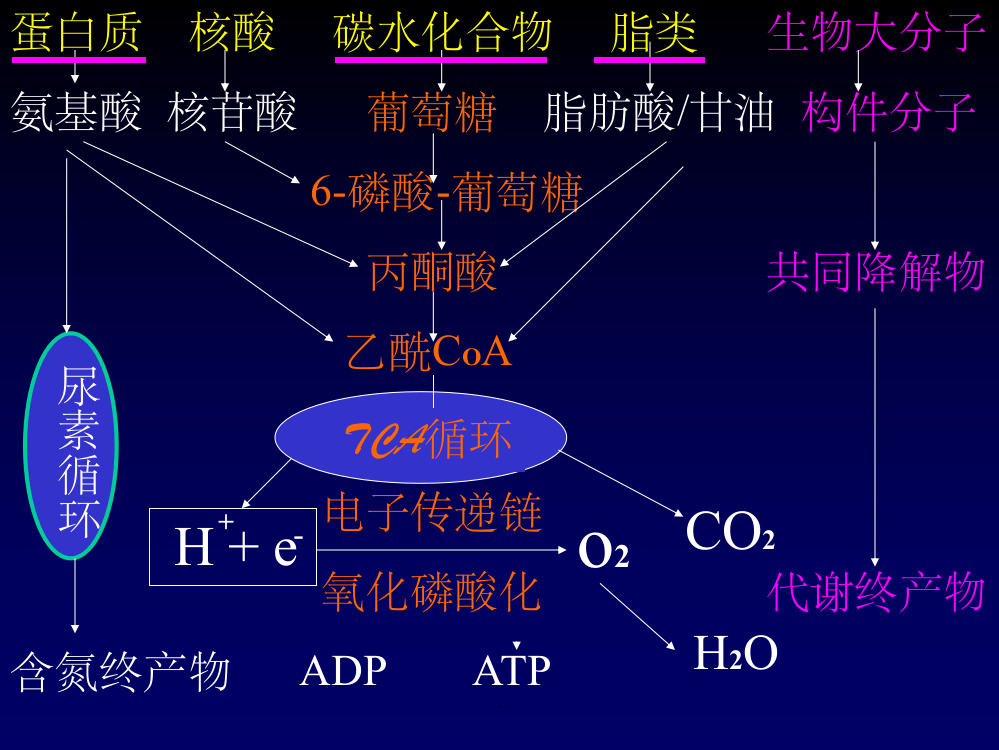 蛋白质的降解和氨基酸的降解转化ppt课件