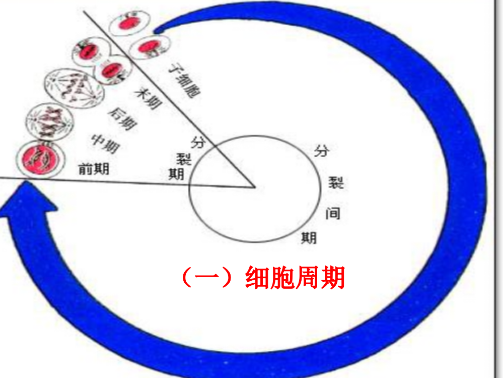 新建-细胞增殖总结ppt课件