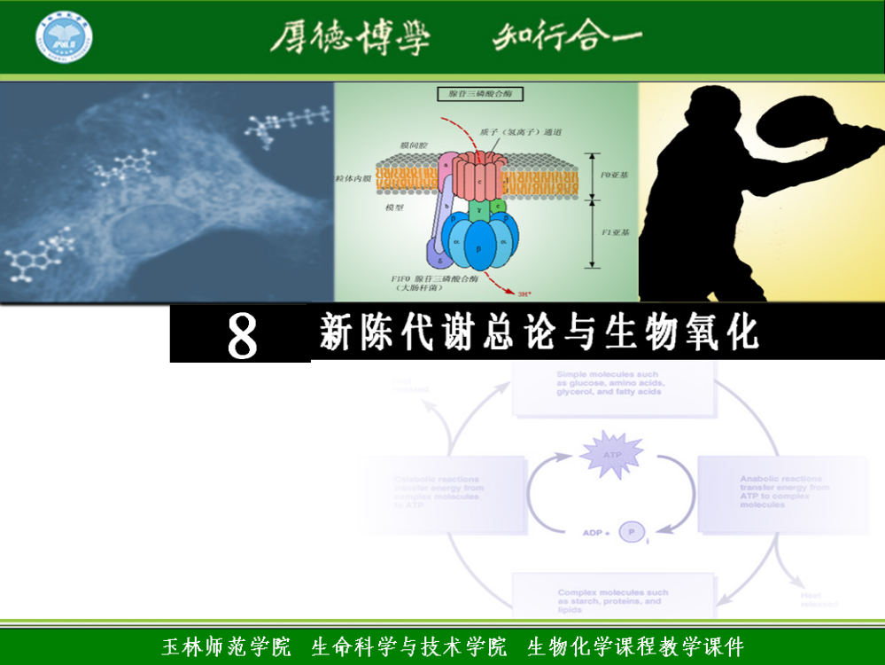 8-新陈代谢总论与生物氧化