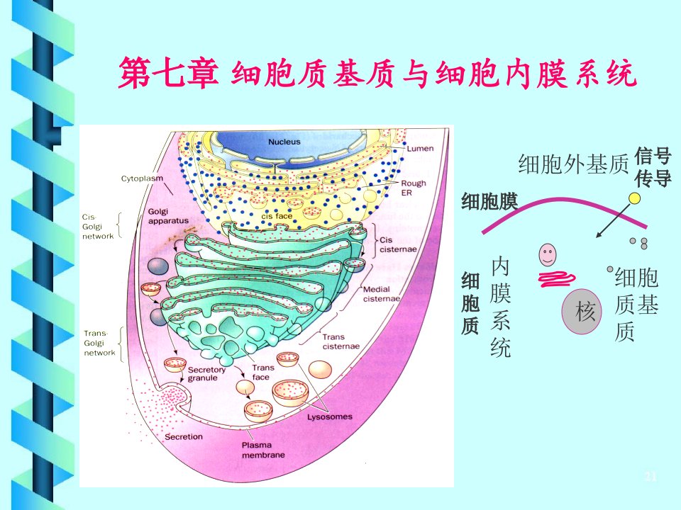 精华细胞生物学第6章细胞基质与细胞内膜系统