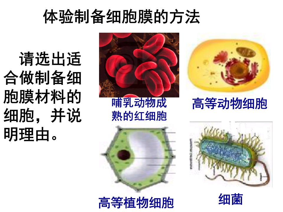 细胞膜图片