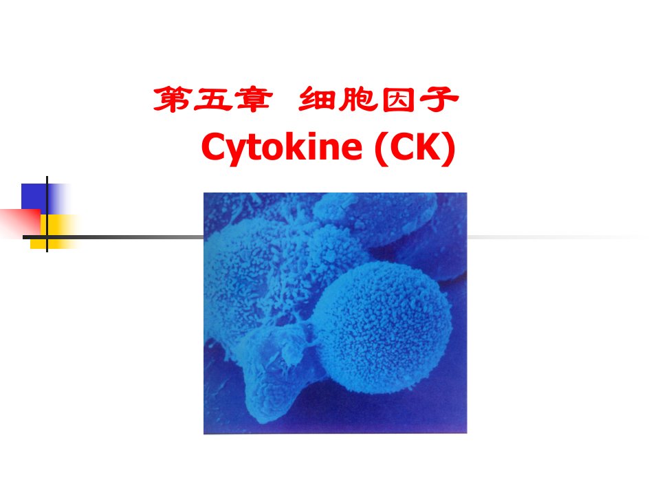 免疫学细胞因子PPT