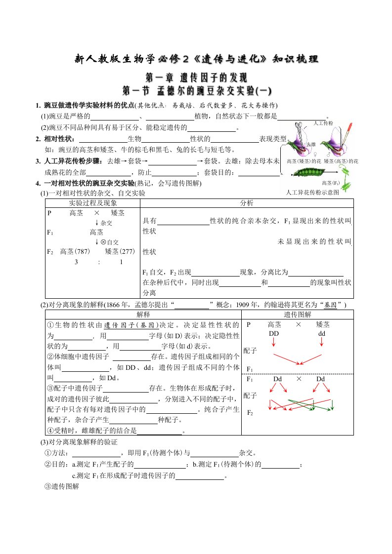 必备知识2022年高中生物第1章遗传因子的发现知识清单填空版新人教版必修2