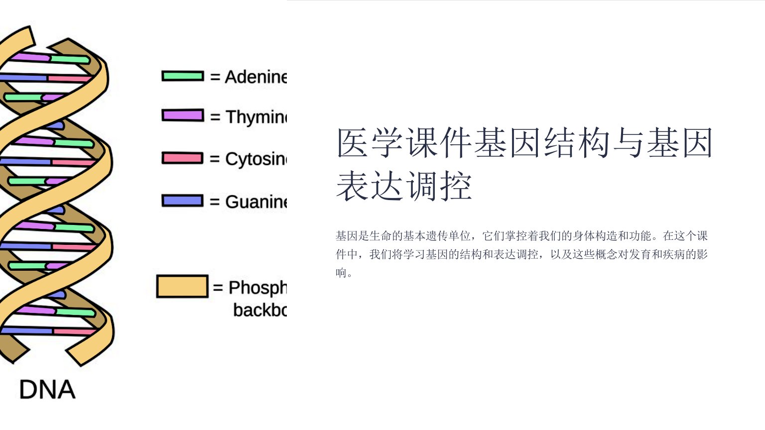 医学课件基因结构与基因表达调控