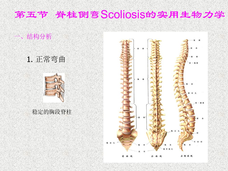 脊柱侧弯生物力学