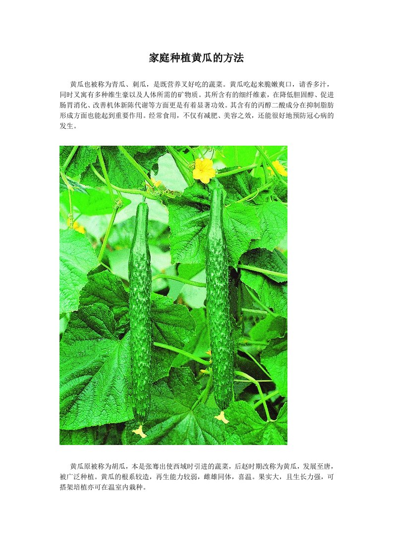 家庭种植黄瓜的方法