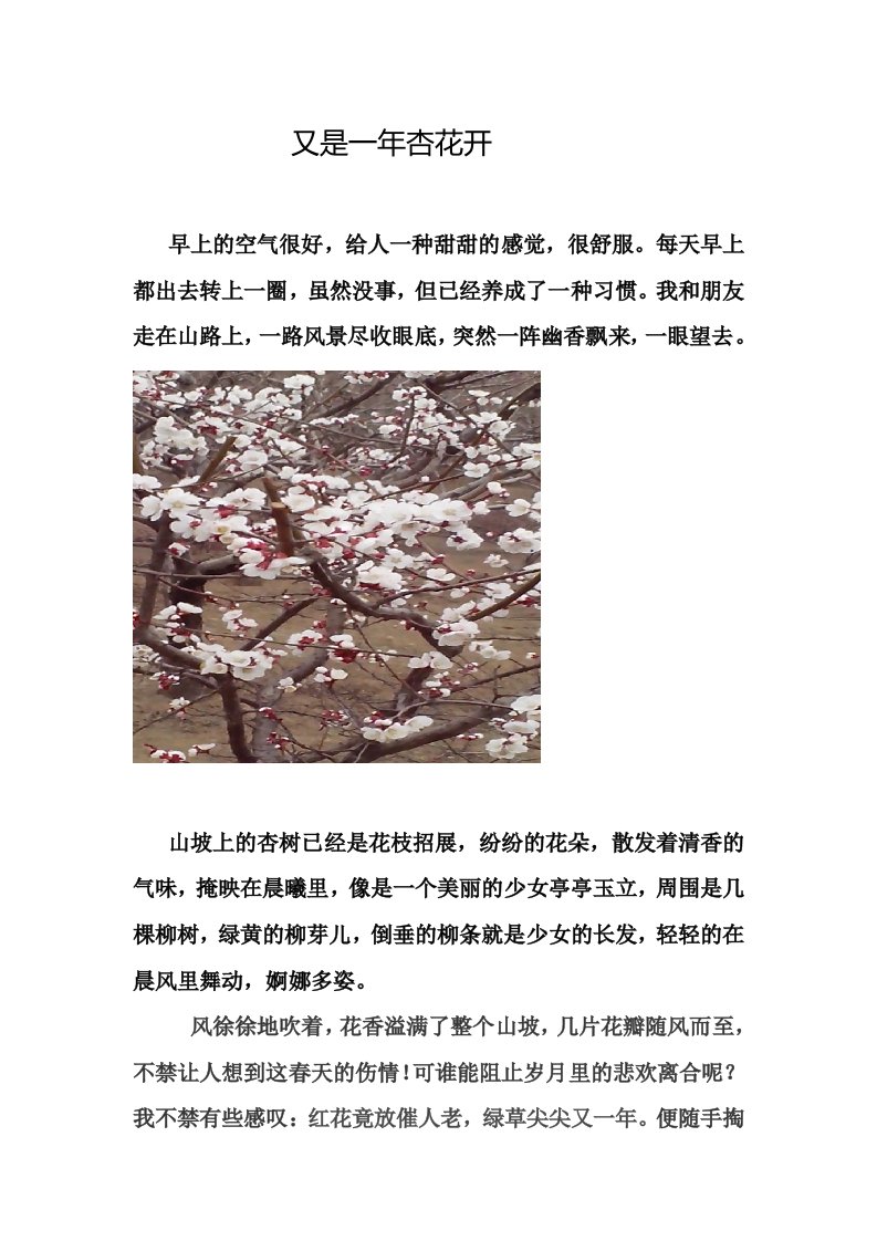 又是一年杏花开