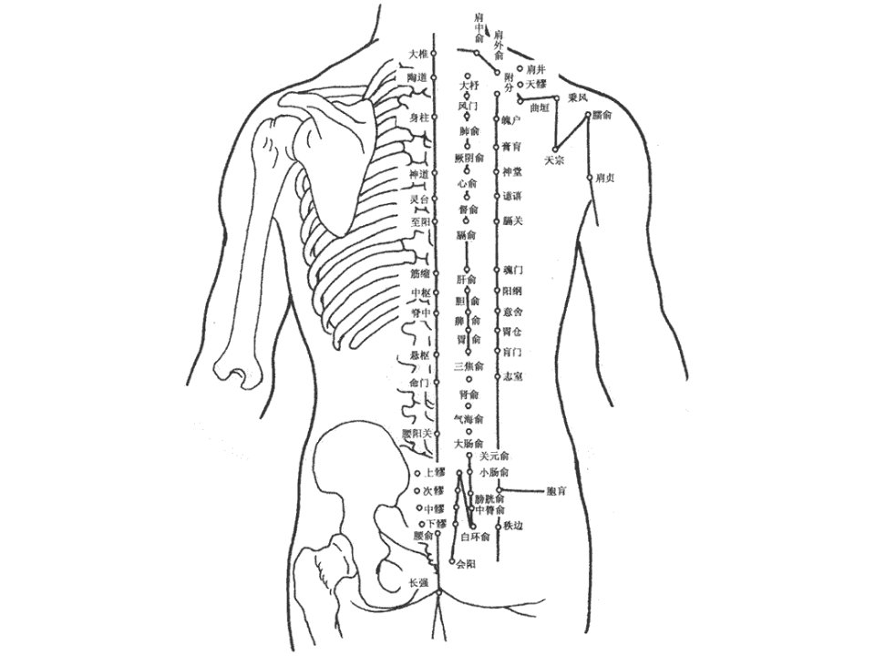 人体经络穴位图解大全课件