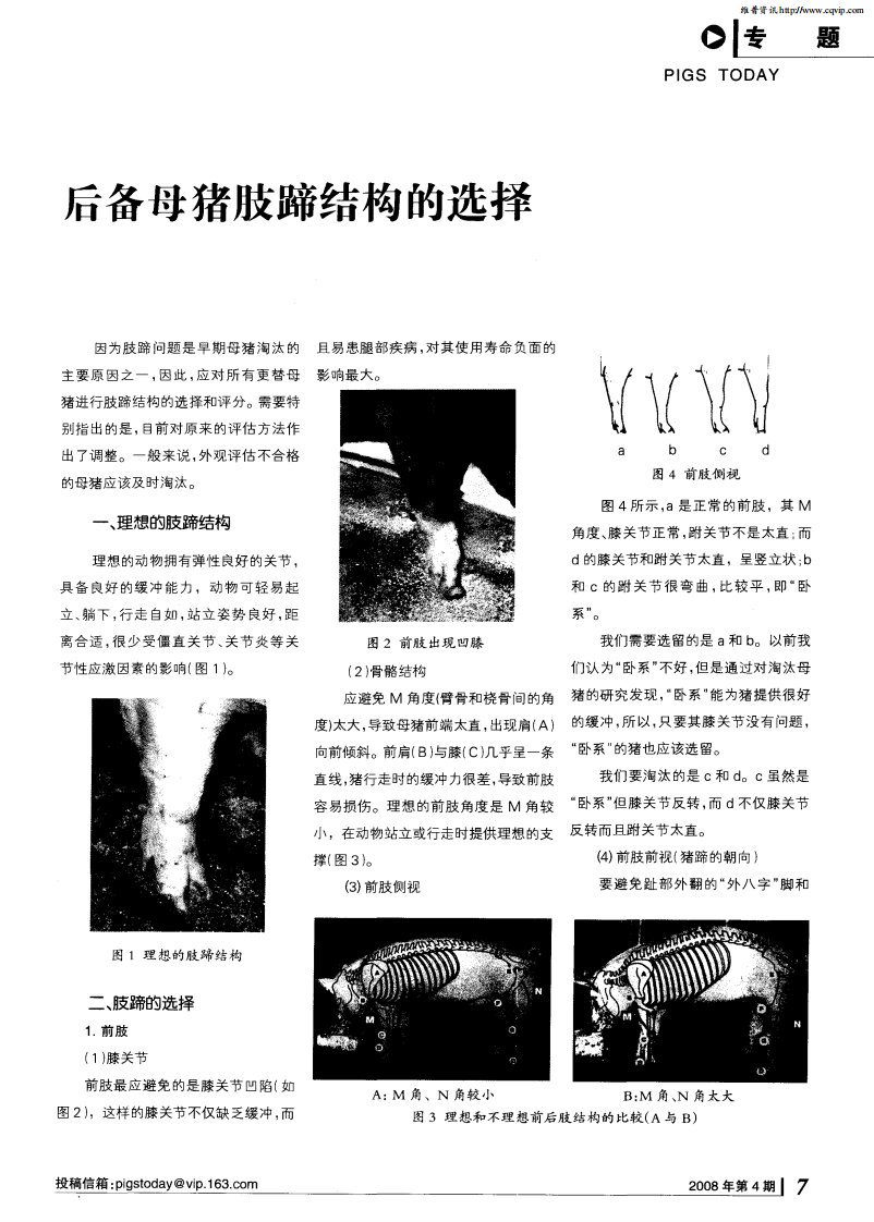 后备母猪肢蹄结构的选择.pdf