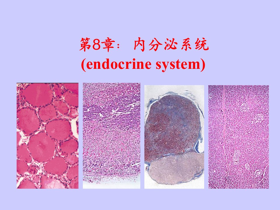 组织学与胚胎学第八章内分泌系统