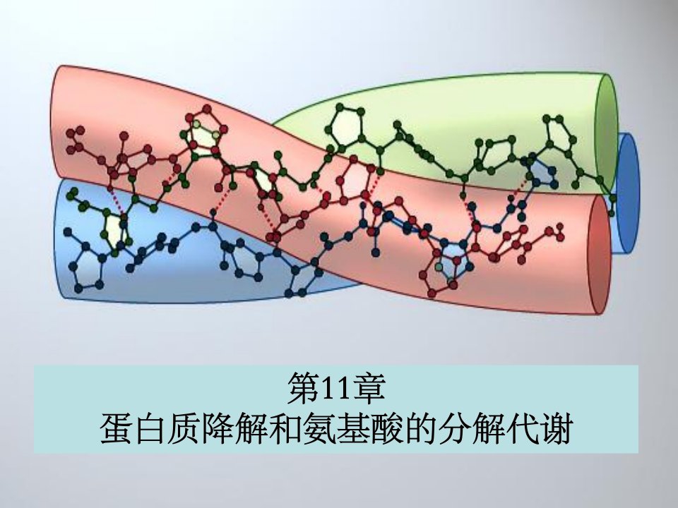 蛋白质降解和氨基酸