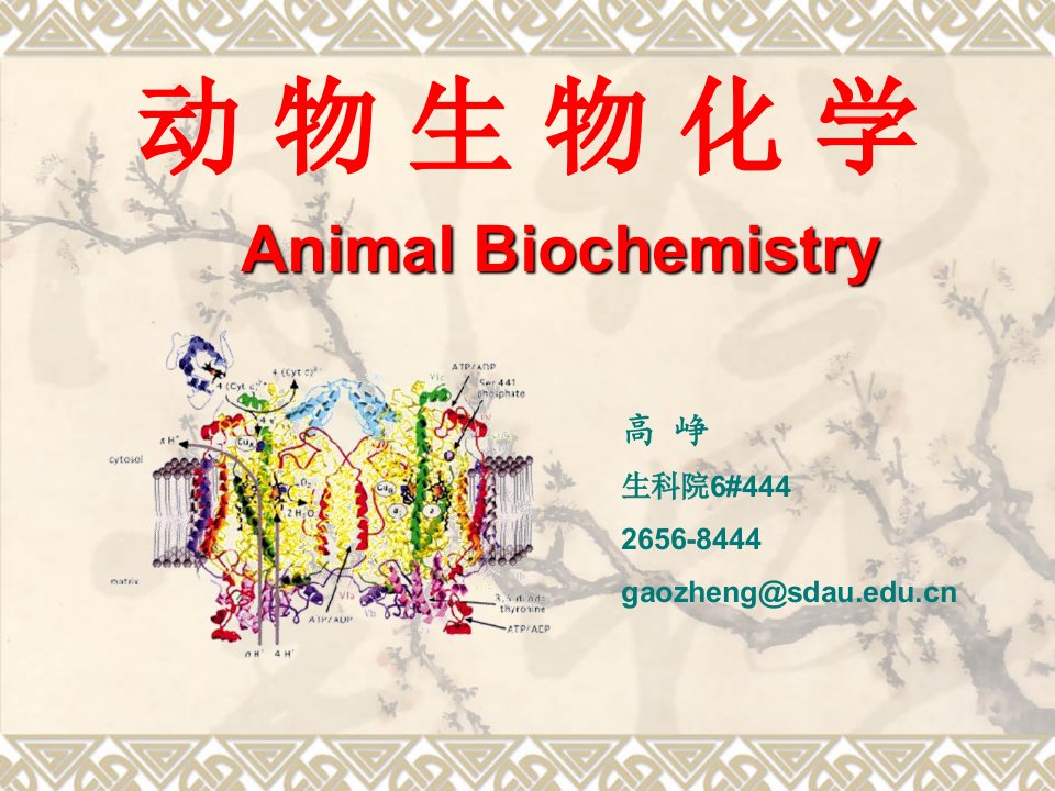 生物科技-生物化学Chapter