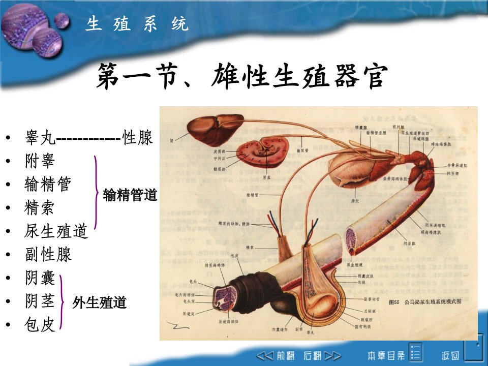 畜禽解剖生理8生殖系统课件