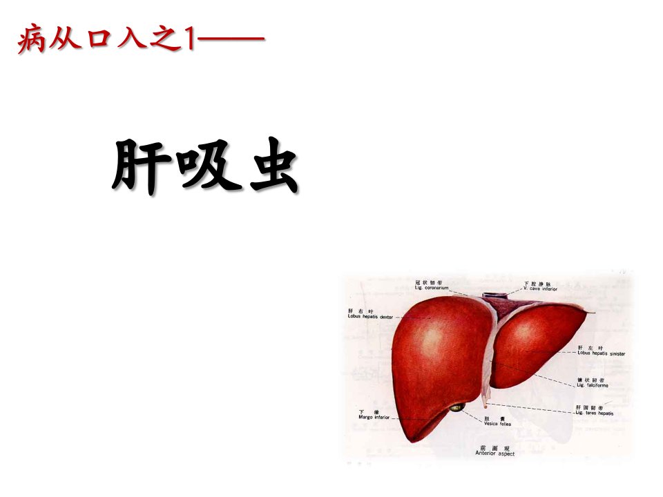 《肝吸虫和肺吸虫》PPT课件