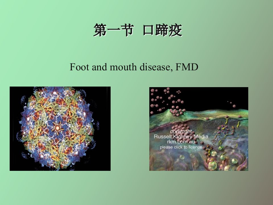 口蹄疫本科兽医传染病学