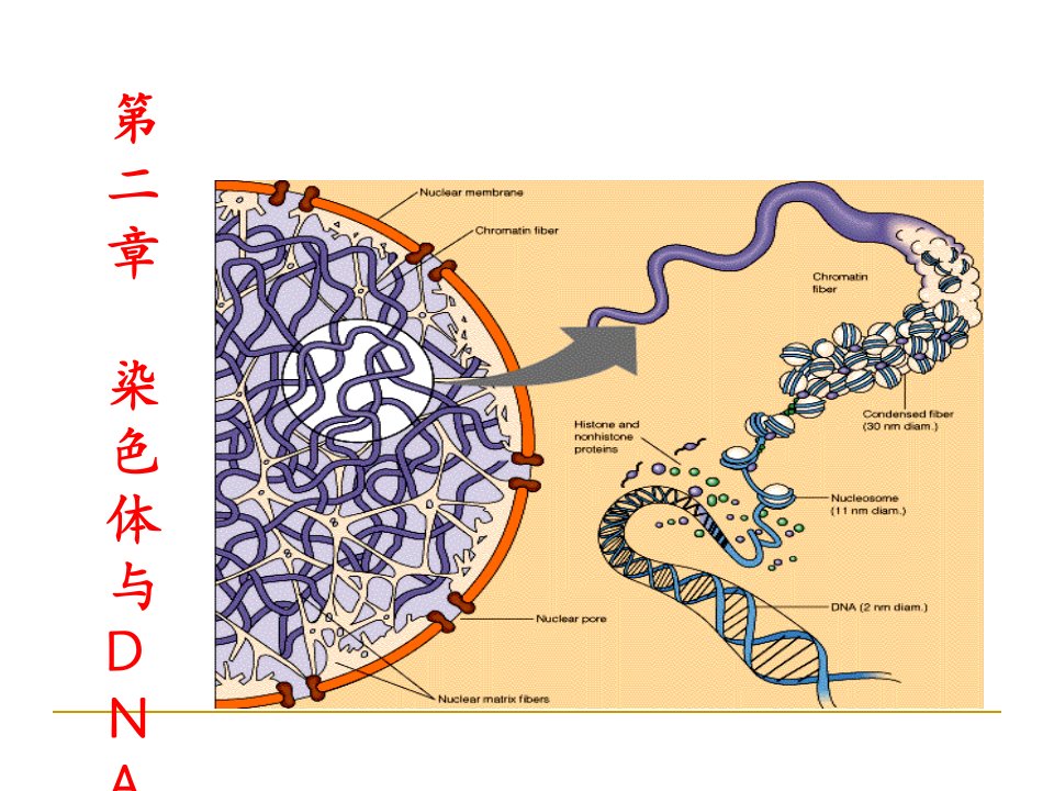 分子生物学第二章染色体与DNA