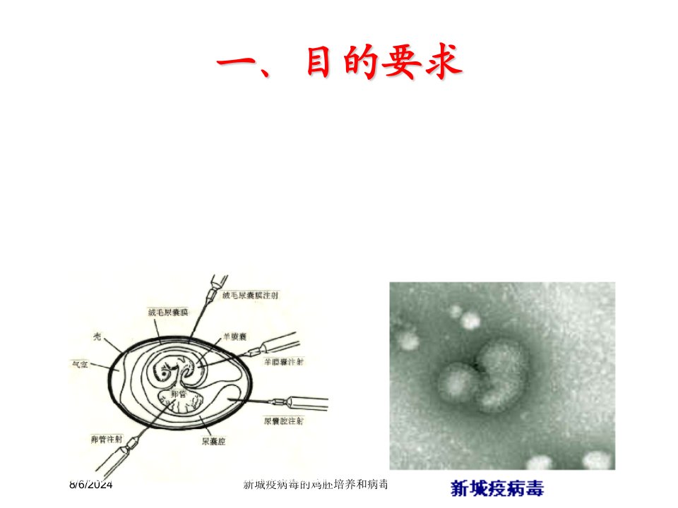 2021年新城疫病毒的鸡胚培养和病毒滴度检测讲义