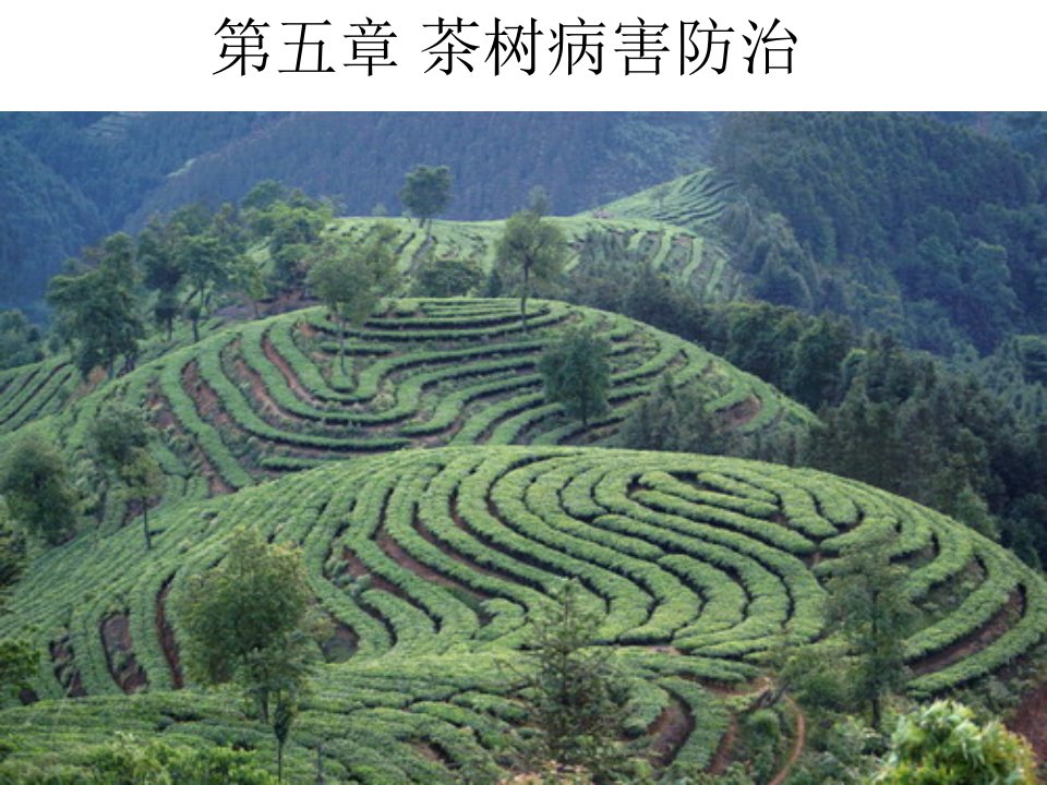 茶树病害防治