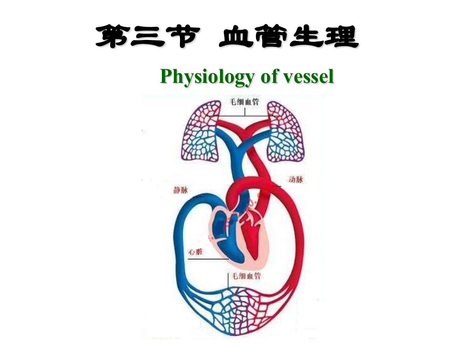 第4章第3节血管生理名师编辑PPT课件