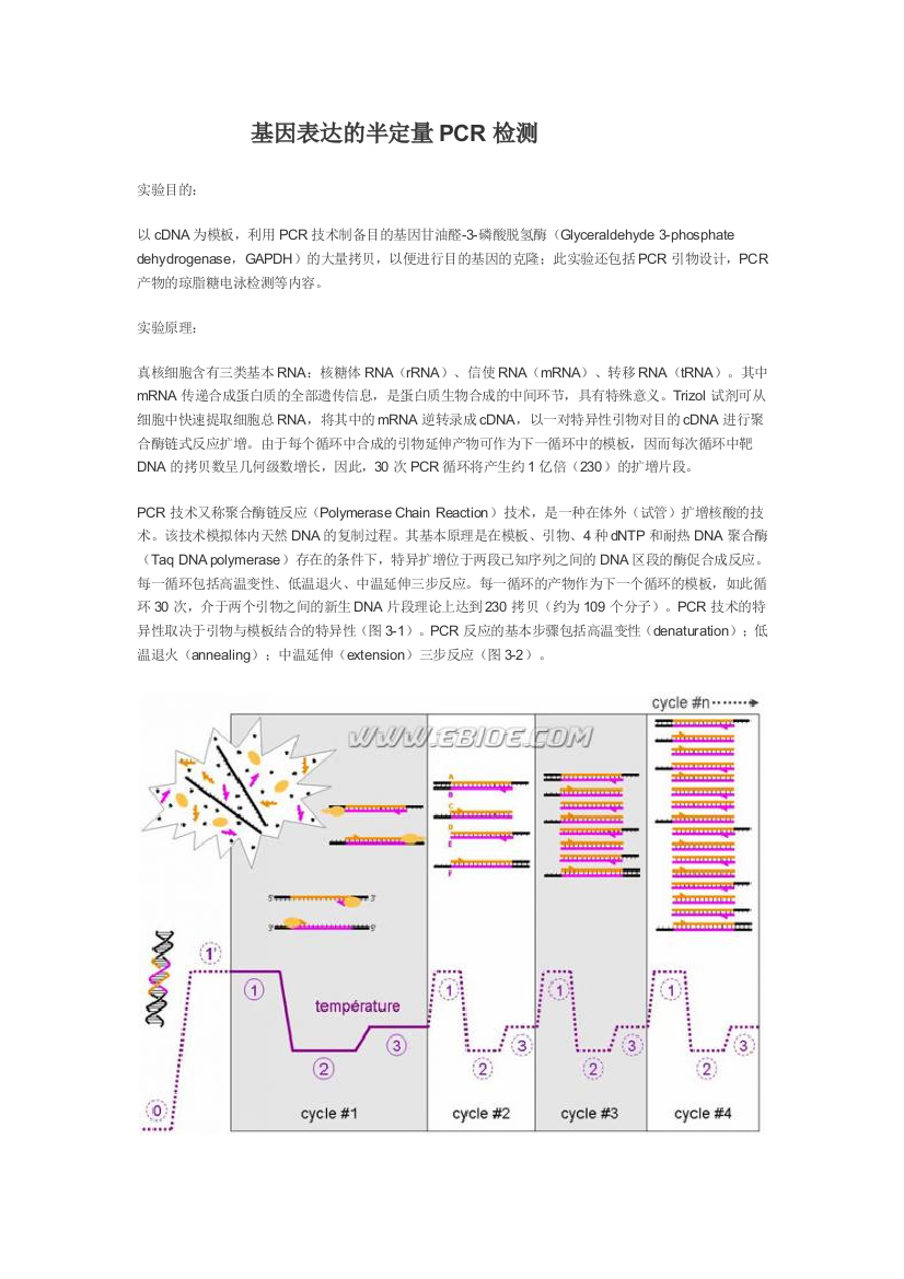 基因表达的半定量PCR检测