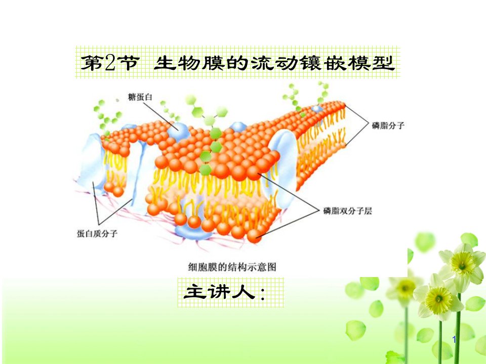 生物膜流动镶嵌模型