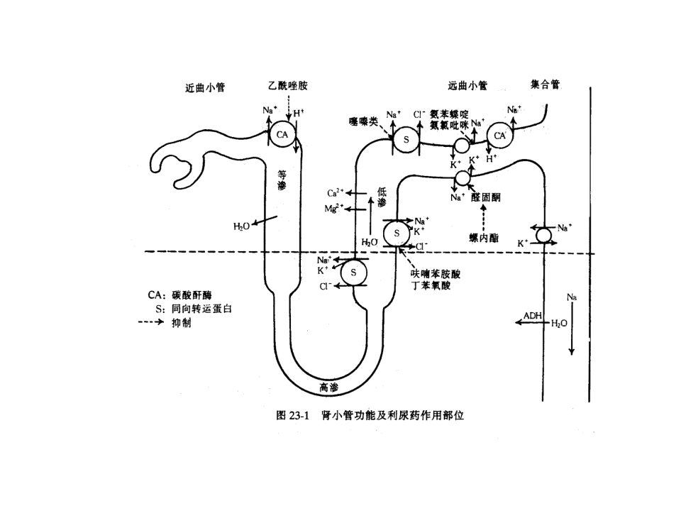 中山大学药理学课件第23章利尿药