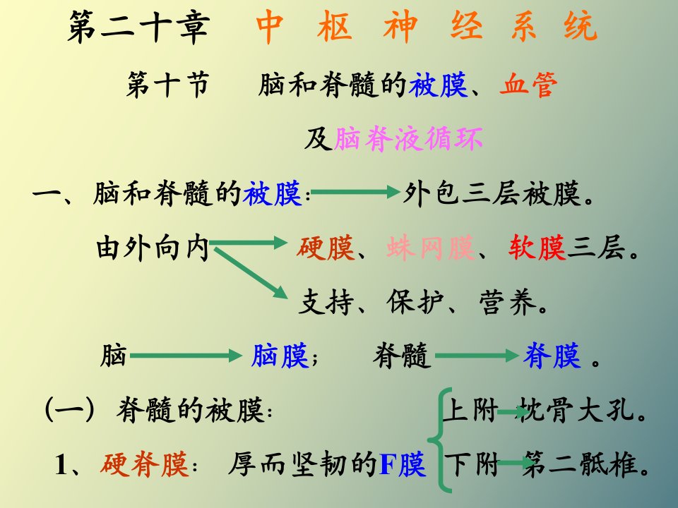 解剖学脑被膜、脑血管、脑脊液