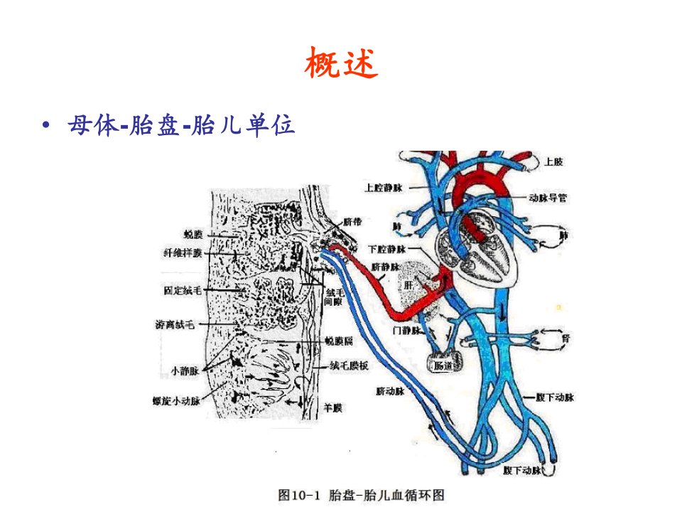 医学专题妊娠期及新生儿合理用药原则