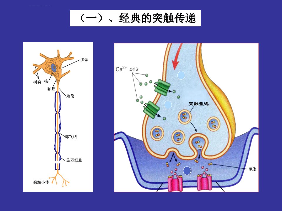 神经生物学3突触的功能讲解材料ppt课件