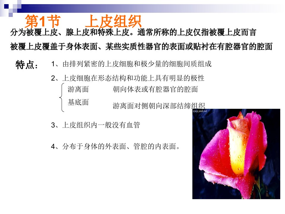 解剖学细胞和基本组织ppt课件