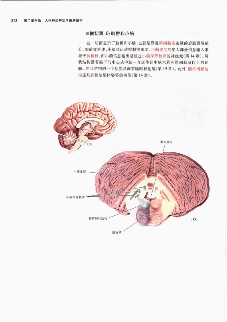 [神经科学-探索脑]-neuroscience-exploring-the-brain-(2nd-edition)-2004-chs-scan_部分5