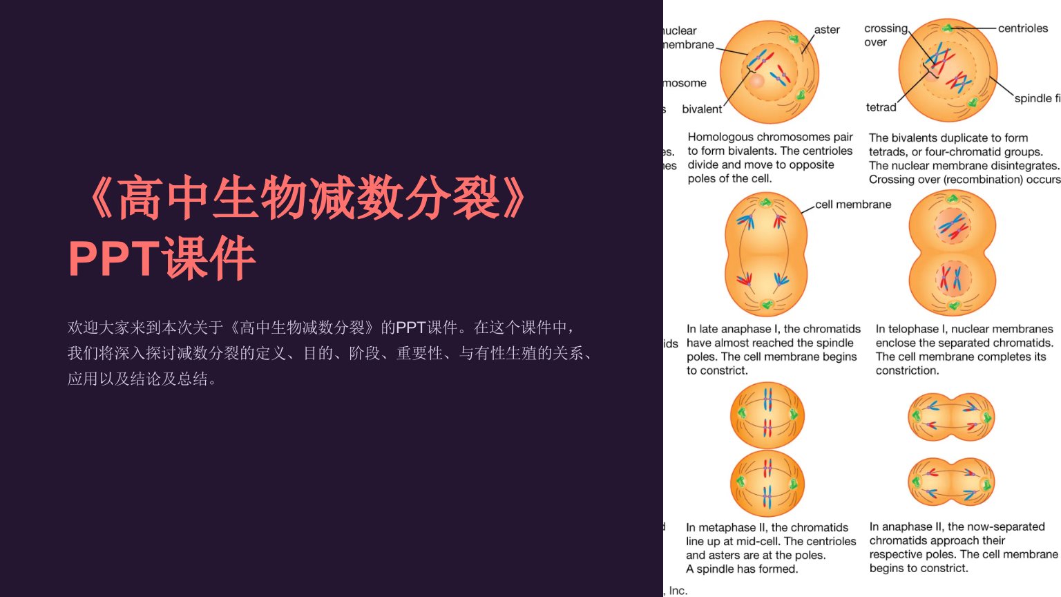 《高中生物减数分裂》课件