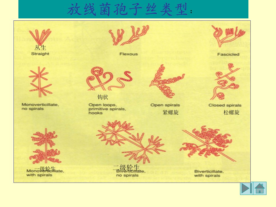 291放线菌孢子丝类型