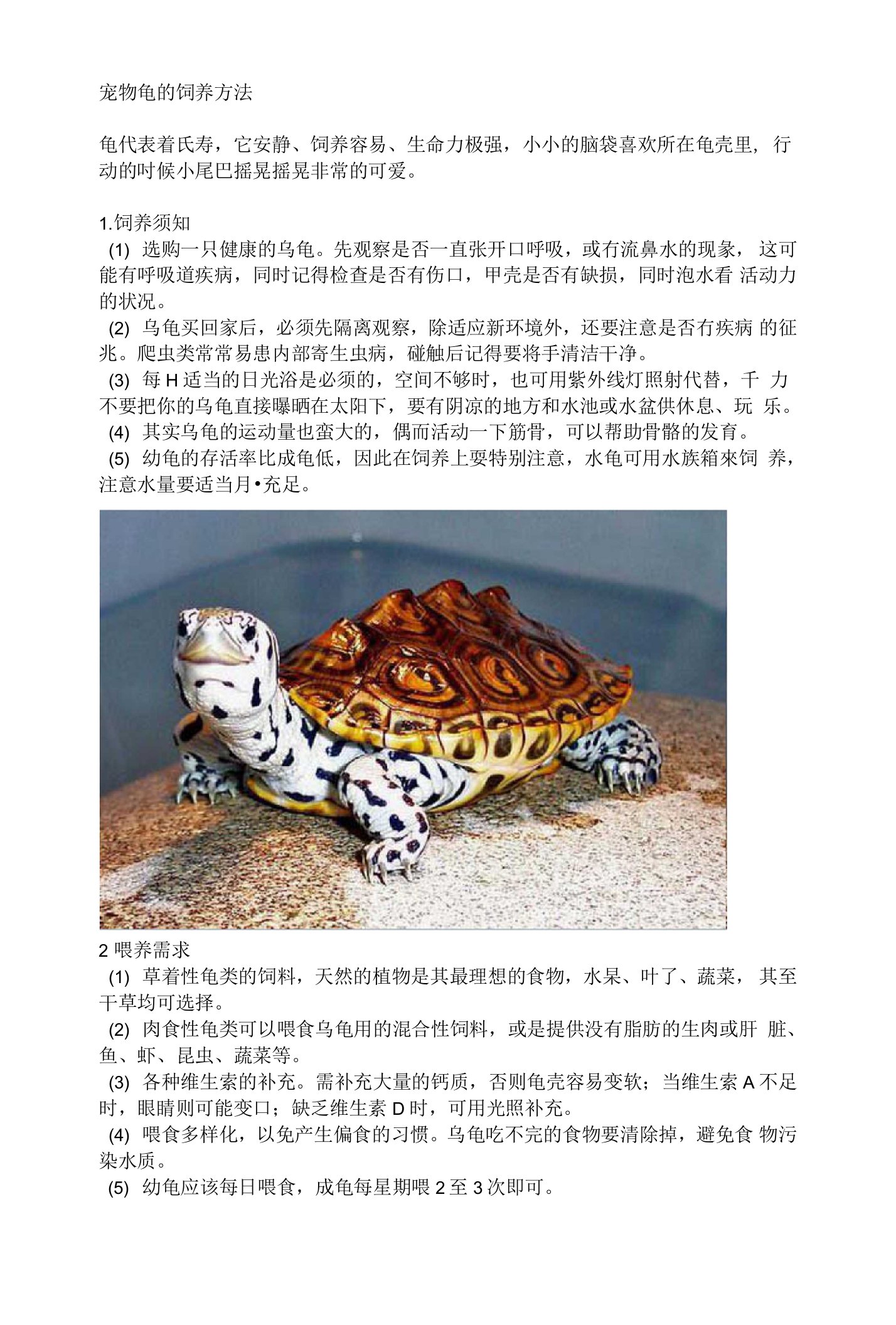 宠物龟的饲养方法