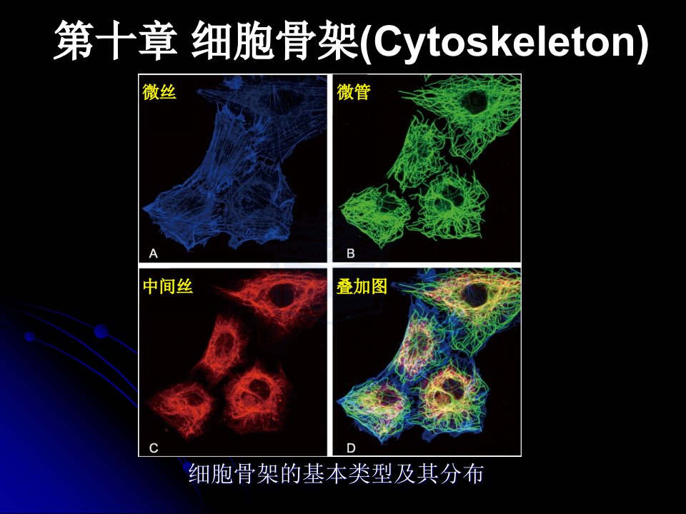 第十章细胞骨架